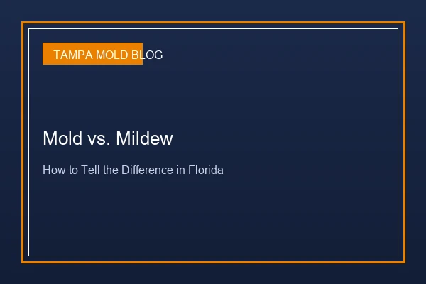 Mold vs Mildew in Tampa